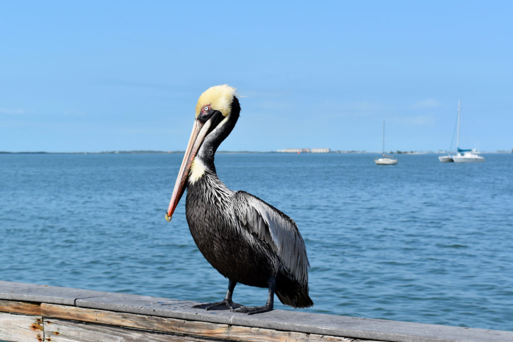 Dunedin Pelican