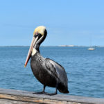 Dunedin Pelican