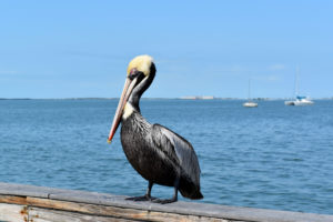 Dunedin Pelican