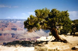 Grand Canyon021