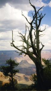 Grand Canyon031
